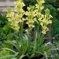 TikTok Account - namoon168