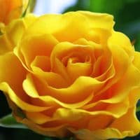 TikTok Account - 33dav333