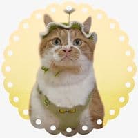 TikTok Account - monburan_sanpo