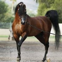 TikTok Account - fhood808