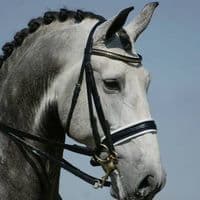 TikTok Account - horseclipz