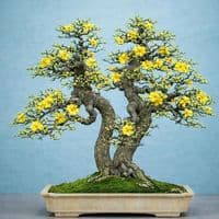 TikTok Account - siro_bonsai77