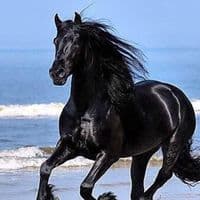 TikTok Account - therider432