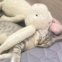 TikTok Account - _dudammy