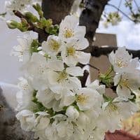 TikTok Account - raghidasannouh