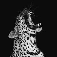 TikTok Account - blkklyrics