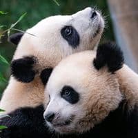 TikTok Account - pet4legs