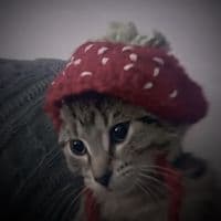 TikTok Account - fytages.edits