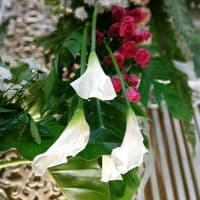 TikTok Account - visidekorasi