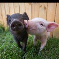 TikTok Account - smotive8