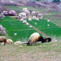 TikTok Account - speenghar21