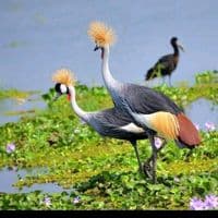 TikTok Account - lukwagogift