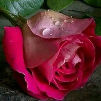 TikTok Account - sakshipriya052