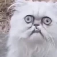 TikTok Account - tomato_786