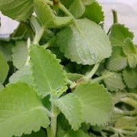 TikTok Account - reselient0403