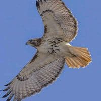 TikTok Account - khalid.uae.99