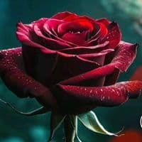 TikTok Account - naila_memmedova