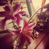 TikTok Account - vvladka558