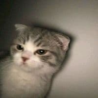 TikTok Account - shfvxz