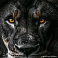 TikTok Account - motiv043