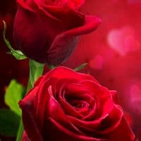 TikTok Account - nekesa_0