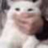 TikTok Account - meaow_ywan