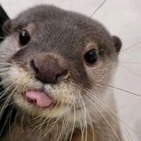 TikTok Account - fumixukii