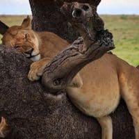 TikTok Account - lauralosada21