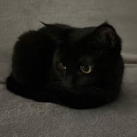 TikTok Account - millki_cake