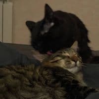 TikTok Account - muratiswatchin