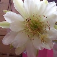 TikTok Account - munalisa_102