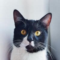 TikTok Account - cat_barion