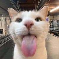 TikTok Account - nyeonn8