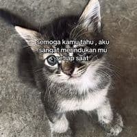 TikTok Account - babyakunie