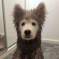 TikTok Account - 6evgenievna9