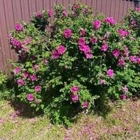 TikTok Account - oj528