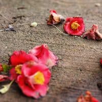 TikTok Account - haru20212