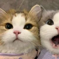 TikTok Account - 4u.issc