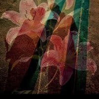 TikTok Account - massiii0_0