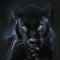 TikTok Account - xyliganka_1401