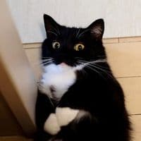 TikTok Account - unicouniuni