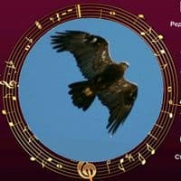 eagle._911