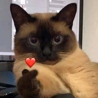 TikTok Account - luanavlqs