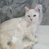 TikTok Account - sumalee052