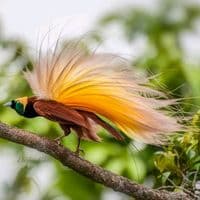 TikTok Account - paradise.png7