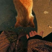 TikTok Account - peaceful_notes1