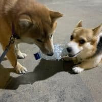 TikTok Account - at1_good