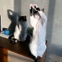 TikTok Account - hys23225