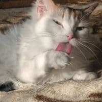 TikTok Account - no_billy34