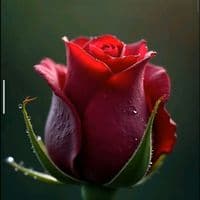 TikTok Account - ceyhun.kerimov1993